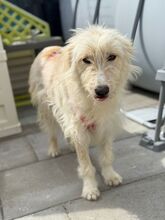 CYNTHIA, Hund, Mischlingshund in Kipfenberg - Bild 5