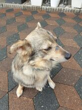 NESSIE, Hund, Mischlingshund in Borna - Bild 1