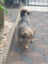 NESSIE, Hund, Mischlingshund in Borna - Bild 2