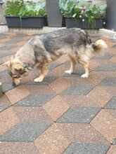 NESSIE, Hund, Mischlingshund in Borna - Bild 3