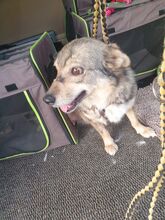 NESSIE, Hund, Mischlingshund in Borna - Bild 4