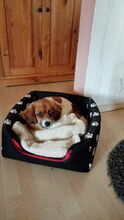 IDA, Hund, Mischlingshund in Lutherstadt Wittenberg - Bild 2