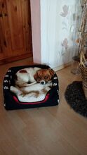 IDA, Hund, Mischlingshund in Lutherstadt Wittenberg - Bild 3