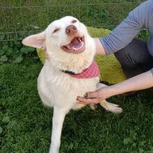 KARLGIZMO, Hund, Mischlingshund in Murrhardt - Bild 2