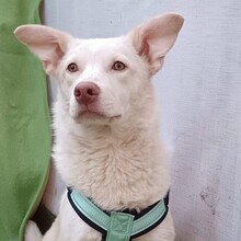 KARLGIZMO, Hund, Mischlingshund in Murrhardt - Bild 5