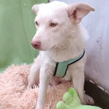 KARLGIZMO, Hund, Mischlingshund in Murrhardt - Bild 7