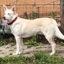 KARLGIZMO, Hund, Mischlingshund in Murrhardt - Bild 9