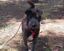 ODO, Hund, Mischlingshund in Portugal - Bild 1