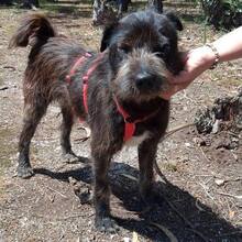 ODO, Hund, Mischlingshund in Portugal - Bild 2