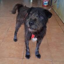 ODO, Hund, Mischlingshund in Portugal - Bild 3