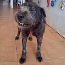 ODO, Hund, Mischlingshund in Portugal - Bild 4
