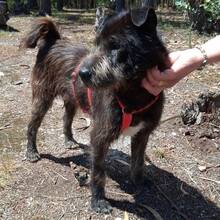 ODO, Hund, Mischlingshund in Portugal - Bild 5