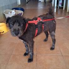 ODO, Hund, Mischlingshund in Portugal - Bild 6