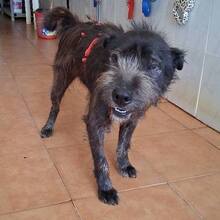 ODO, Hund, Mischlingshund in Portugal - Bild 7