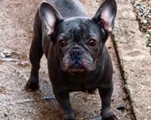 SONYA, Hund, Französische Bulldogge in Ottersheim - Bild 1