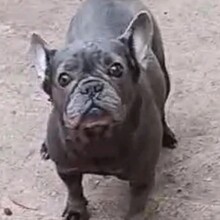 SONYA, Hund, Französische Bulldogge in Ottersheim - Bild 2