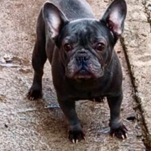 SONYA, Hund, Französische Bulldogge in Ottersheim - Bild 3