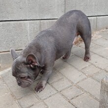 SONYA, Hund, Französische Bulldogge in Ottersheim - Bild 5
