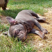 SONYA, Hund, Französische Bulldogge in Ottersheim - Bild 6