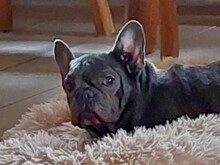 SONYA, Hund, Französische Bulldogge in Ottersheim - Bild 7