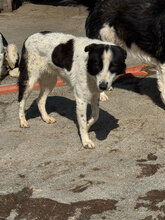ESRA, Hund, Mischlingshund in Rumänien - Bild 1