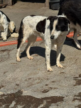 ESRA, Hund, Mischlingshund in Rumänien - Bild 3