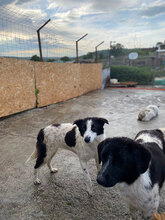 ESRA, Hund, Mischlingshund in Rumänien - Bild 4