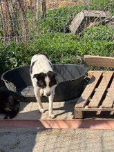 ESRA, Hund, Mischlingshund in Rumänien - Bild 5