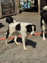 ESRA, Hund, Mischlingshund in Rumänien - Bild 6