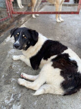 LOTTCHEN, Hund, Mischlingshund in Rumänien - Bild 1