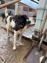 LOTTCHEN, Hund, Mischlingshund in Rumänien - Bild 2