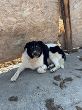 LOTTCHEN, Hund, Mischlingshund in Rumänien - Bild 3