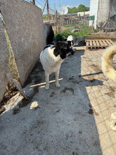 LOTTCHEN, Hund, Mischlingshund in Rumänien - Bild 4