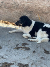 LOTTCHEN, Hund, Mischlingshund in Rumänien - Bild 5