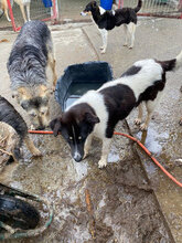LOTTCHEN, Hund, Mischlingshund in Rumänien - Bild 6