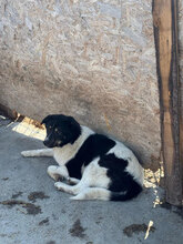 LOTTCHEN, Hund, Mischlingshund in Rumänien - Bild 7