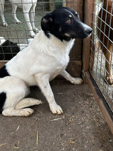 LOTTCHEN, Hund, Mischlingshund in Rumänien - Bild 8