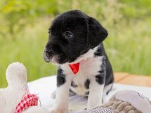 HONEY, Hund, Puli-Mix in Ungarn - Bild 1