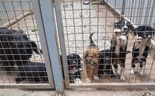HONEY, Hund, Puli-Mix in Ungarn - Bild 13