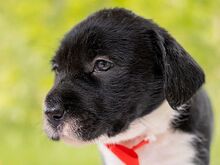 HONEY, Hund, Puli-Mix in Ungarn - Bild 2