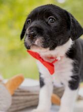 HONEY, Hund, Puli-Mix in Ungarn - Bild 3