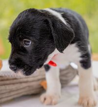 HONEY, Hund, Puli-Mix in Ungarn - Bild 4