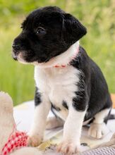 HONEY, Hund, Puli-Mix in Ungarn - Bild 7