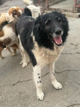 HAGRID, Hund, Mischlingshund in Rumänien - Bild 1