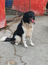 HAGRID, Hund, Mischlingshund in Rumänien - Bild 2