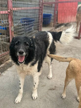 HAGRID, Hund, Mischlingshund in Rumänien - Bild 3