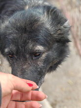 HAGRID, Hund, Mischlingshund in Rumänien - Bild 4