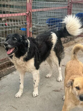 HAGRID, Hund, Mischlingshund in Rumänien - Bild 5