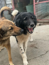 HAGRID, Hund, Mischlingshund in Rumänien - Bild 6