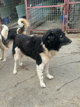 HAGRID, Hund, Mischlingshund in Rumänien - Bild 7